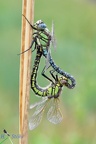 Früher Schilfjäger (Brachytron pratense)